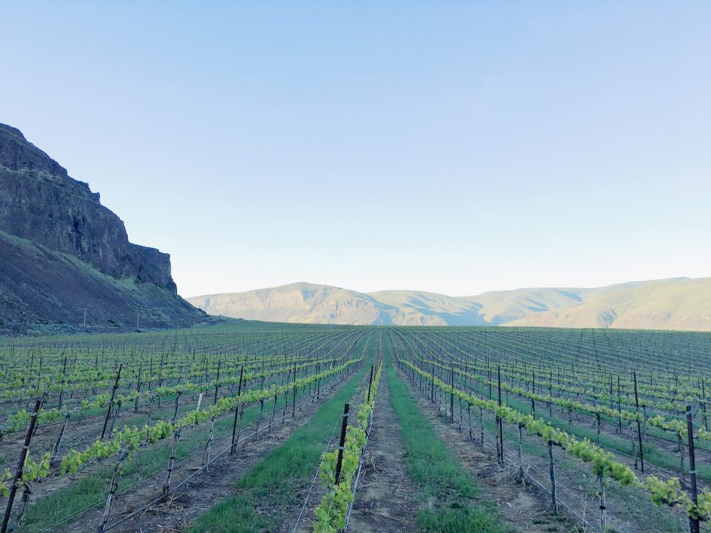 Spanish Castle Vineyards in the spring, Ancient Lakes AVA